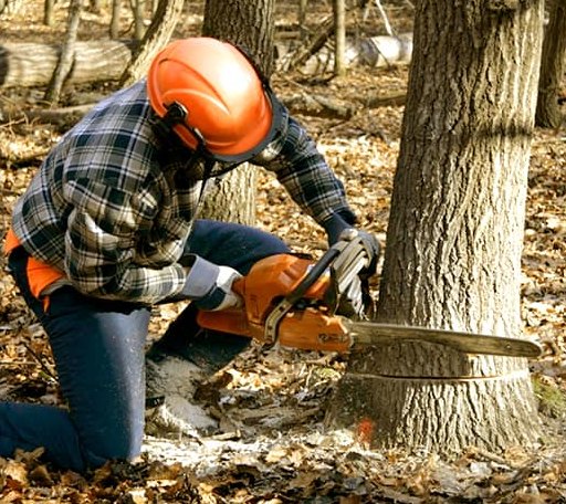 Tree Removal in Newsoms, VA